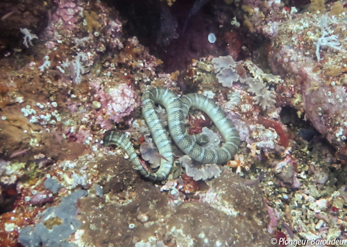 photo-plongee-mer-de-banda