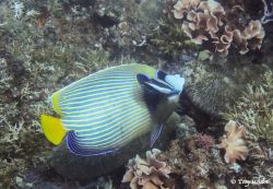 Angelfish emperor