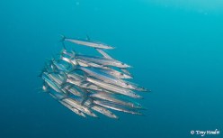 baracuda school of juvenile 2