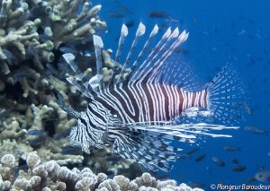 lionfish 1