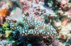 nudibranche-gili-1-min