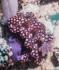 nudibranche-gili-3-min