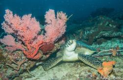 tortue-imbriquee-hawksbill-turtle- gili-island