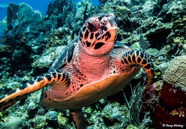 plongee-iles-gili-tortue