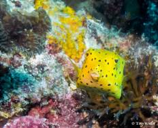 boxfish yellow