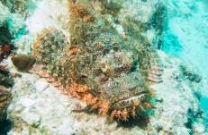 scorpionfish 2