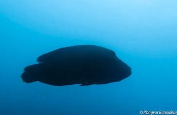 plongee raja ampat indonesie napoleon