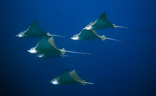 photo-plongee-cozumel-raie-aigle