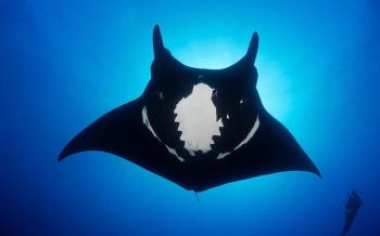 meilleure plongee asie raja ampat raie manta