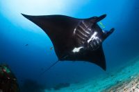 top-10-destinations-plongee-maldive