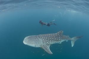 plonger requin baleine madagascar nosy be