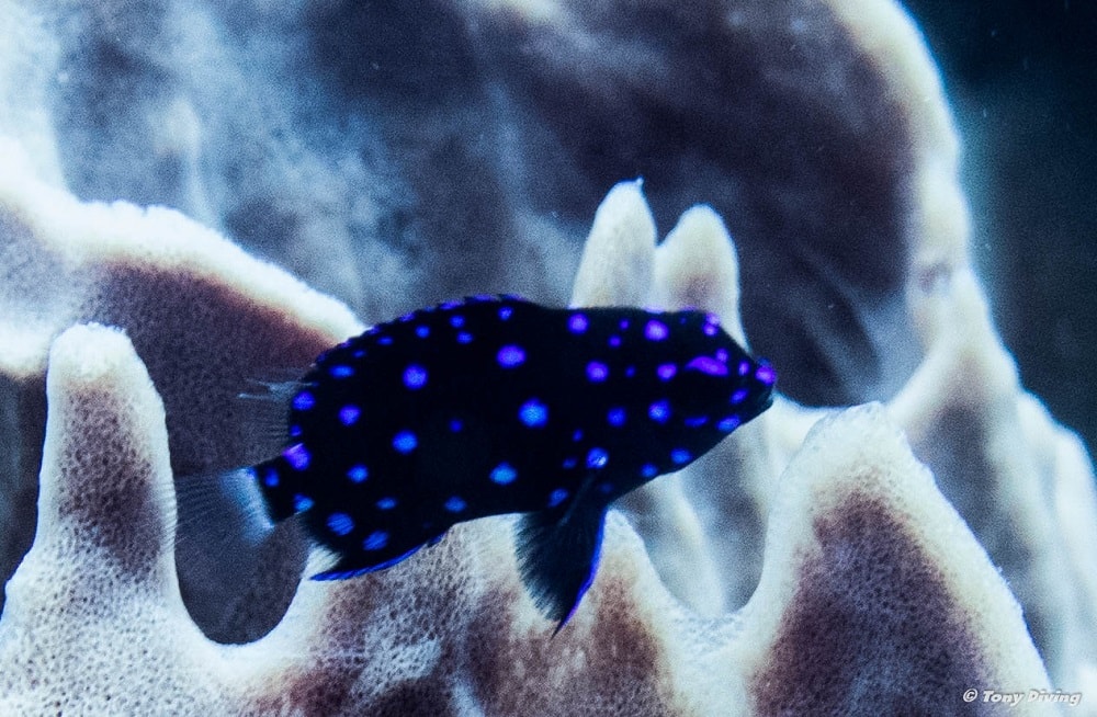 photo-plongee-cozumel