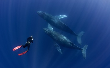 meilleure plongee du monde socorro baleine