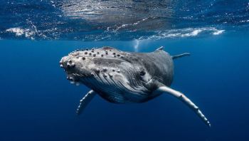 meilleure plongee du monde iles coco baleine
