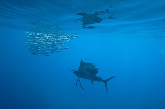 espadon-playa-del-carmen-mexique-2