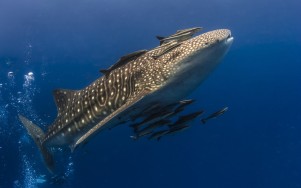 requin-baleine-belle-coté avec raie mora