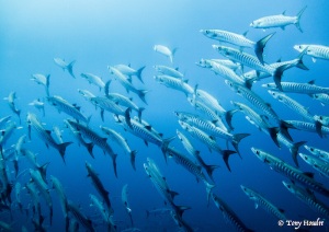 plongee apo reef philippines banc de barracudas