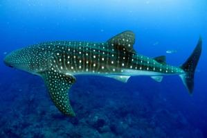 requin-baleine-philippines-donsol-min