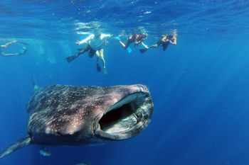 meilleure plongee mexique isla mujeres requin baleine