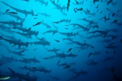 plongee ring of fire mer de banda indonesie - banc de requins marteaux