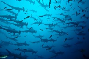 ou plonger avec des requins marteaux en indonesie