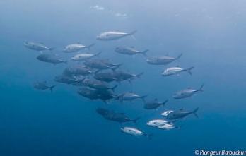 plongee raja ampat indonesie carangue