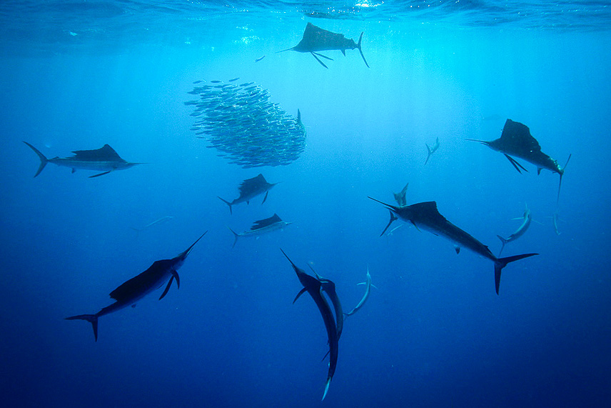 plongee-playa-del-carmen-sailfish-run-espadon