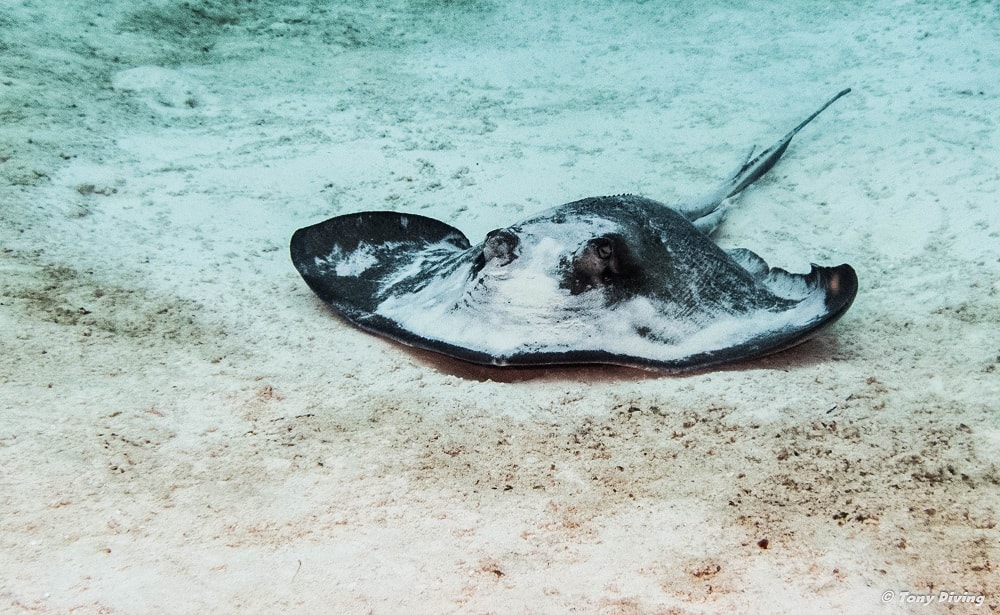 photo-plongee-cozumel