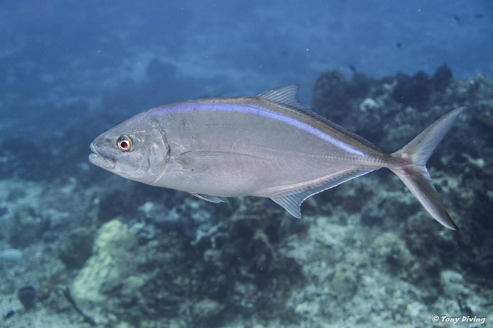 photo-plongee-cozumel