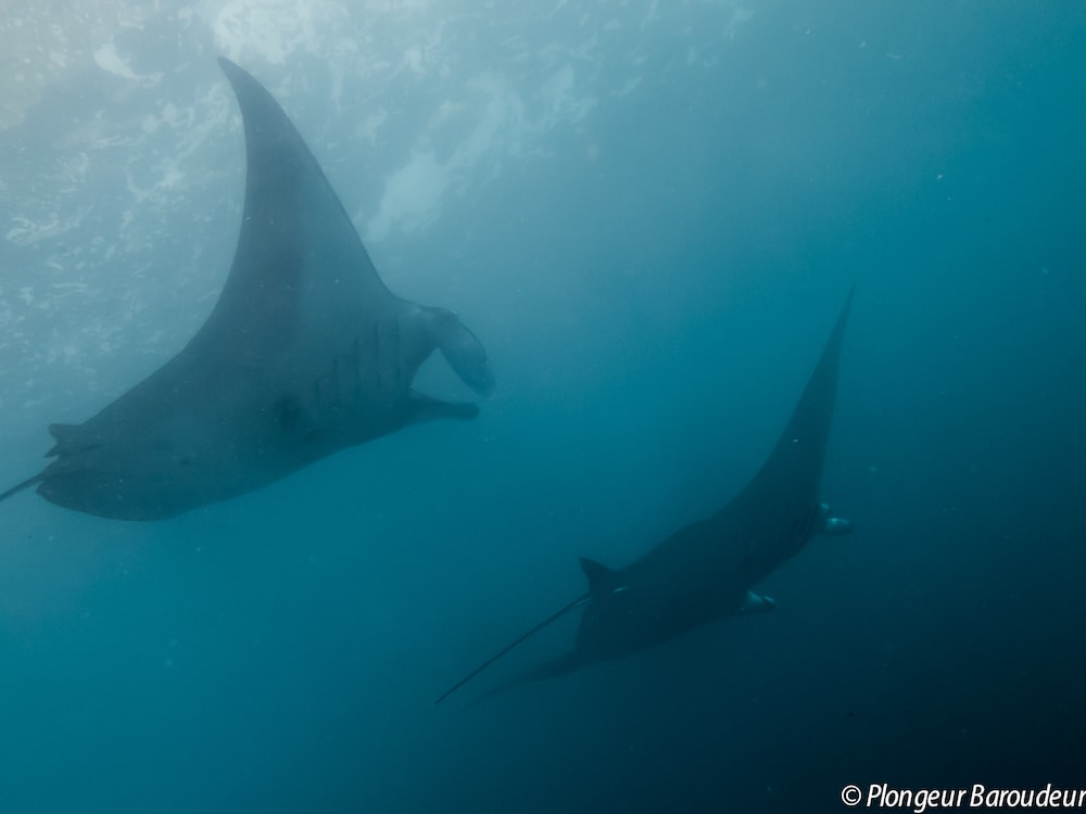 meilleure plongee indonesie bali nusa lembongan penida raie manta