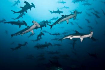 meilleure plongee mexique cabo san lucas requins marteaux