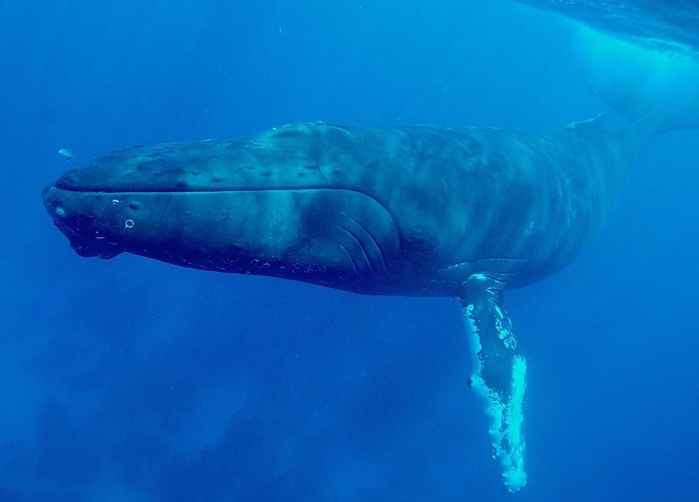 croisiere-plongee-liveaboard-turks-et-caicos