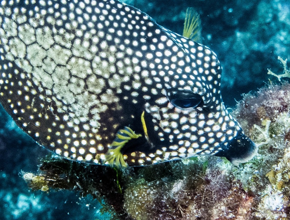 plongee cozumel mexique