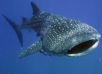meilleure plongee mexique la paz requin baleine