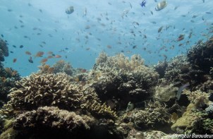 recif plongee panglao bohol philippines