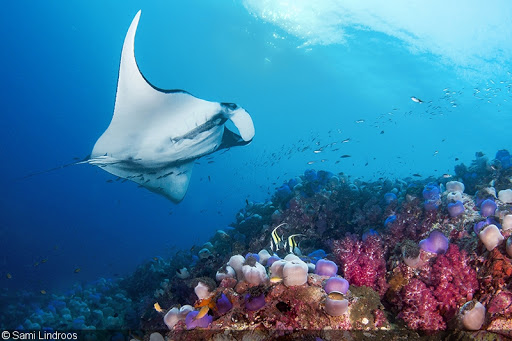 croisiere-plongee-birmanie