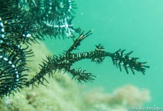 sipadan poisson fantome-min-min