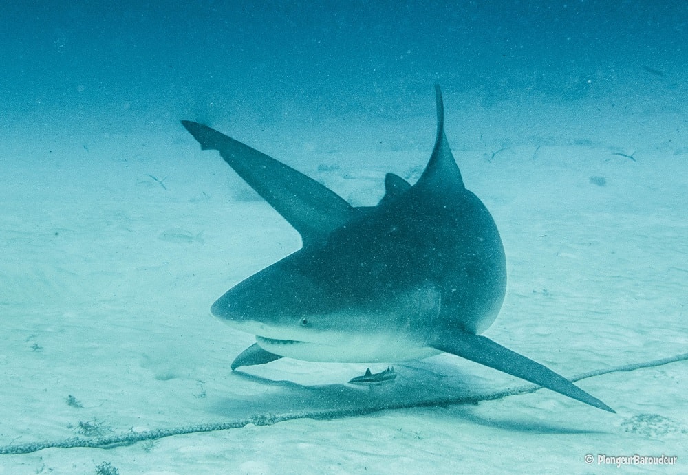 photo-requin-bouledogue-playa-del-carmen
