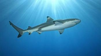 meilleure plongee du monde maldives requin