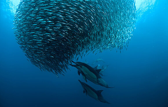 meilleure plongee du monde afrique du sud sardine