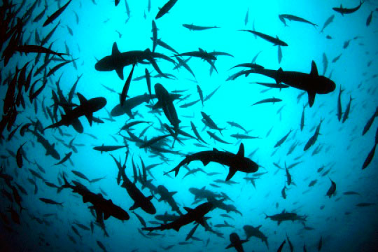 meilleure plongee du monde iles coco banc de requin marteau