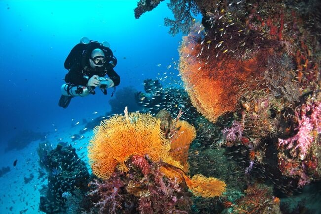 plongee-birmanie-coraux