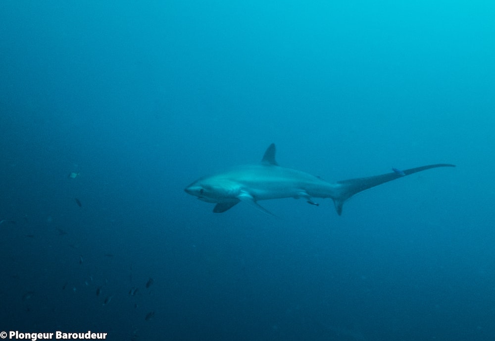 requin renard indonesie alor