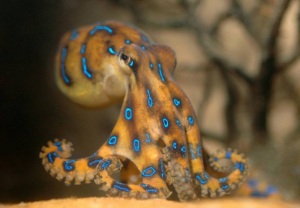 meilleure plongee indonesie macro lembeh pieuvre aux anneaux bleus