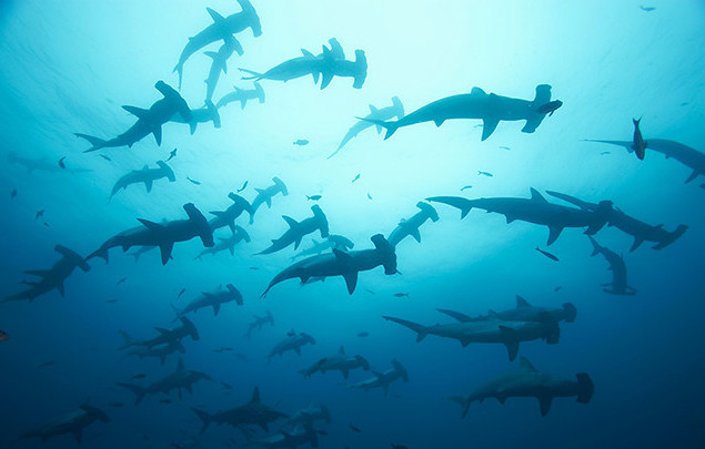 meilleure plongee indonesie mer de banda ring of fire requins marteaux