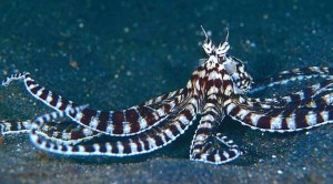 ou faire de la plongee macro en indonesie - pieuvre mimique - mimic octopus