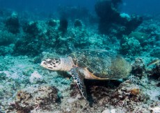 plongee apo reef philippines tortue