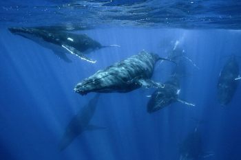 meilleure plongee du monde polynesie francaise baleine