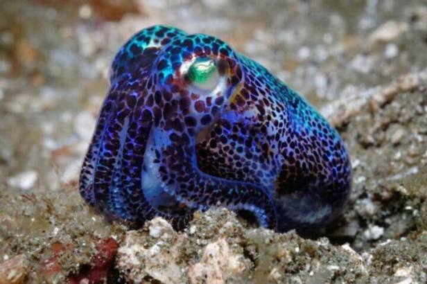 meilleure plongee indonesie wakatobi bobtail squid