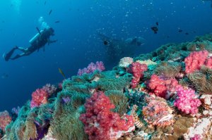 plongee-birmanie-coraux-mous